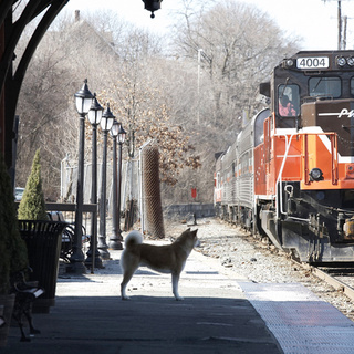 Hachiko: A Dog's Story Picture 15