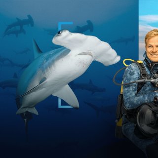 Hammerhead Sharks Up Close with Bertie Gregory (2026)