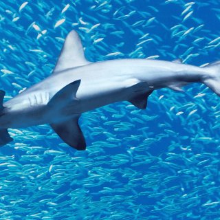 Hammerhead Sharks Up Close with Bertie Gregory (2026)