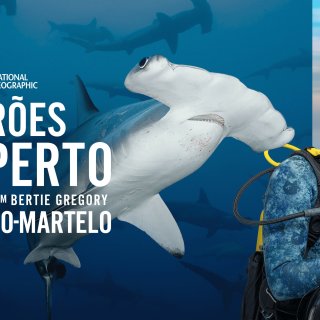 Hammerhead Sharks Up Close with Bertie Gregory (2026)