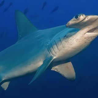 Hammerhead Sharks Up Close with Bertie Gregory (2026)