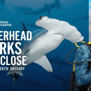 Hammerhead Sharks Up Close with Bertie Gregory (2026)