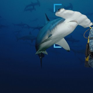 Hammerhead Sharks Up Close with Bertie Gregory (2026)