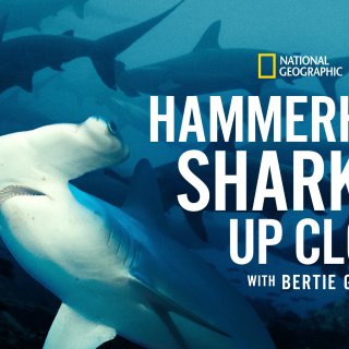 Hammerhead Sharks Up Close with Bertie Gregory (2026)