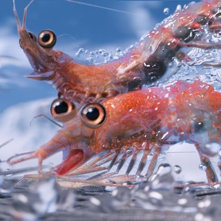 Happy Feet Two Picture 34