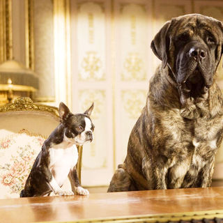 Hotel For Dogs Picture 29