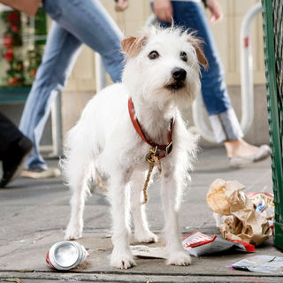 Hotel For Dogs Picture 35
