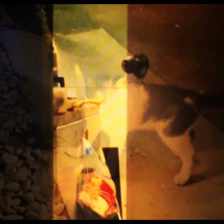 Hunger (2026)