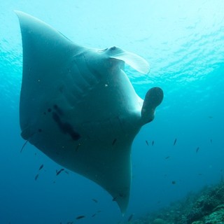 Journey To The South Pacific Picture 3