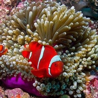 Journey To The South Pacific Picture 5
