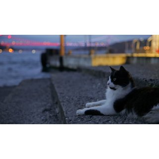 Kedi Picture 2