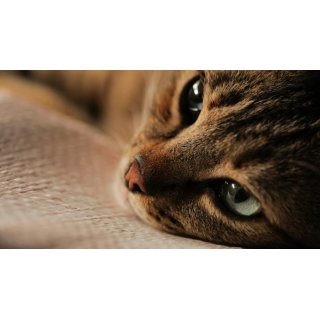 Kedi Picture 4