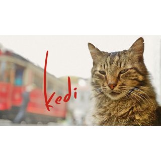 Kedi Picture 5