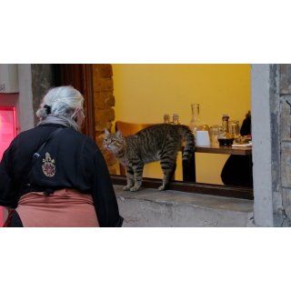 Kedi Picture 6
