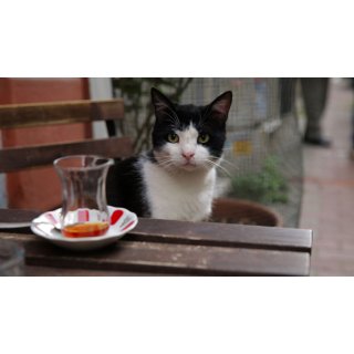 Kedi Picture 8