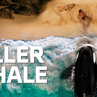 Killer Whale Picture 5
