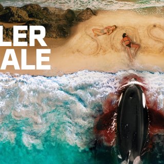 Killer Whale Picture 7