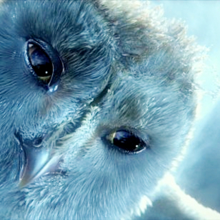 Legend Of The Guardians: The Owls Of Ga'Hoole Picture 20
