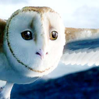 Legend Of The Guardians: The Owls Of Ga'Hoole Picture 22