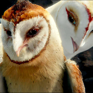 A scene from Warner Bros. Pictures' Legend of the Guardians: The Owls of Ga'Hoole (2010)