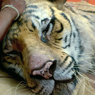 Richard Parker the Tiger from The 20th Century Fox's Life of Pi (2012)