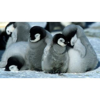 March Of The Penguins Picture 1