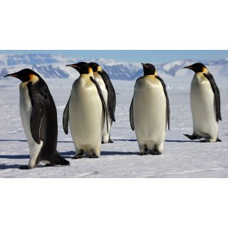 March Of The Penguins Picture 2