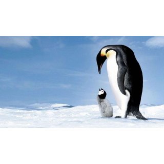 March Of The Penguins Picture 3