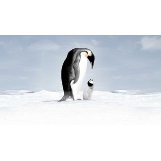March Of The Penguins Picture 4