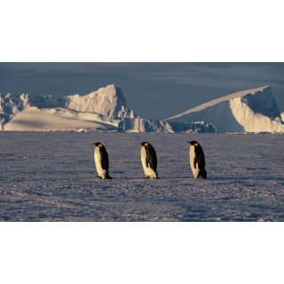 March Of The Penguins Picture 5