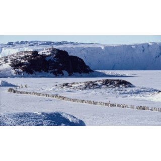 March Of The Penguins Picture 6
