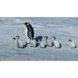 March Of The Penguins Picture 7