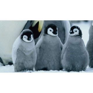 March Of The Penguins Picture 8