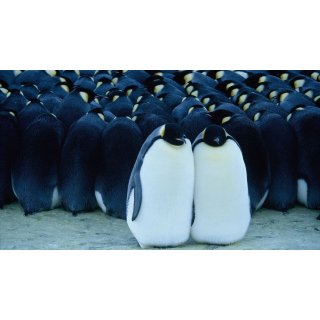 March Of The Penguins Picture 9