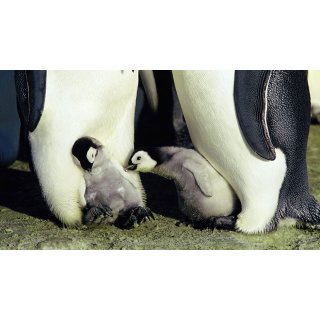 March Of The Penguins Picture 10