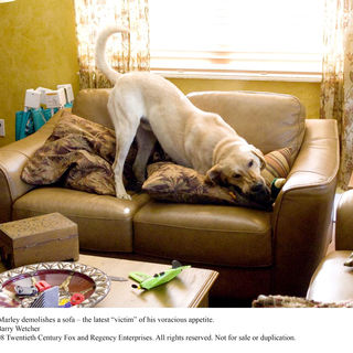 Marley & Me Picture 10