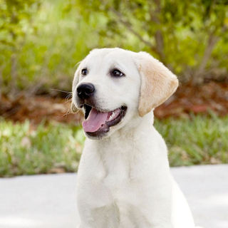 Marley & Me Picture 11