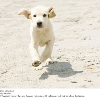 Marley & Me Picture 14