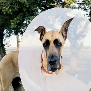 Marmaduke Picture 2