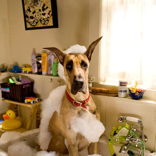 Marmaduke Picture 3