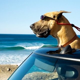 A scene from 20th Century Fox's Marmaduke (2010)