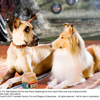 Marmaduke Picture 6