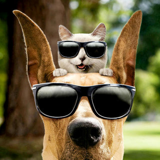 Marmaduke Picture 11