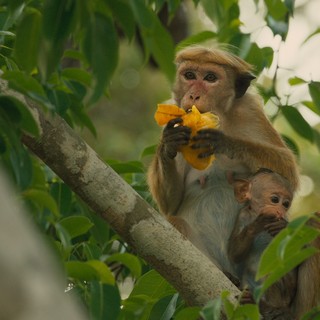 A scene from Disneynature's Monkey Kingdom (2015)