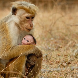 A scene from Disneynature's Monkey Kingdom (2015)