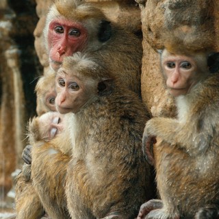 Monkey Kingdom Picture 6