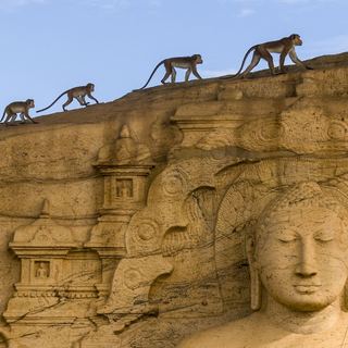 A scene from Disneynature's Monkey Kingdom (2015)