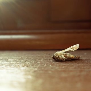 MothBlight (2026)
