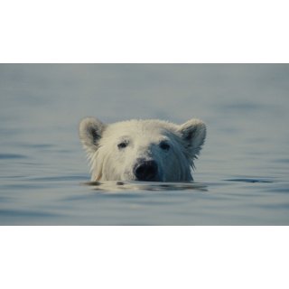 Nuisance Bear (2026)