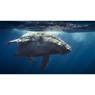 Oceans Picture 1